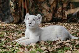 La leona blanca llamada “Nieve” que nació en el zoológico del Altiplano de Tlaxcala el pasado mes de octubre (FOTO: JOAQUÍN SANLUIS /CUARTOSCURO.COM)