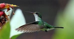 El viento produjo en noviembre más electricidad que ninguna otra fuente de energía en España