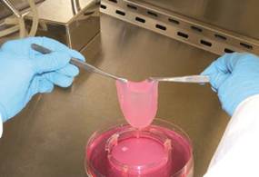 Bajo la premisa de 'Comé carne, no animales', utilizaron técnicas de cultivo para desarrollar un sustituto de la producción de carne tradicional