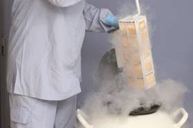 El proceso de cultivo involucra el aislamiento de las células satélites