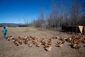 La huerta suma una granja de gallinas ponedoras (La Voz) 