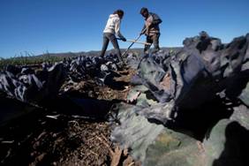 Huerta municipal de Villa General Belgrano. ¿Nace un cinturón verde en Calamuchita? (La Voz) 