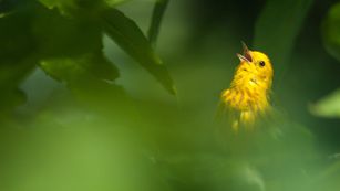 Trinar. Shutterstock / Heather L. Hubbard