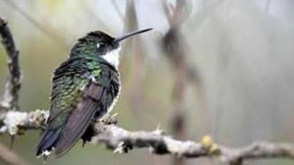 RARO. El picaflor garganta blanca es una especie muy rara de ver en Córdoba. (Guillermo Galliano)