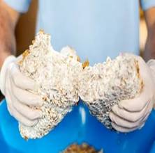 El micelio, la raíz del hongo, que usan en el estudio puede ser Ganoderma Lucidum (Reishi) y  Pleurotus Ostreatus (Hongos Ostra)